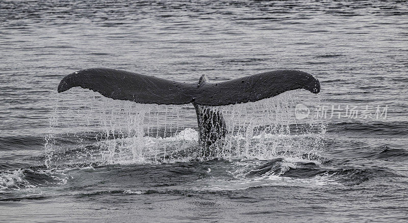 座头鲸是长须鲸的一种。它是一种rorqual (Balaenopteridae家族的成员)，是大翅目属的唯一物种。弗雷德里克海湾，阿拉斯加。侥幸。水。